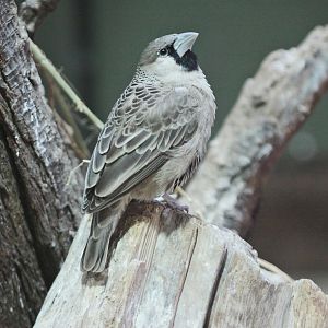 Sociable Weaver (Philetairus socius), October 2014