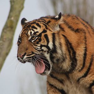Sumatran Tiger cub, 18th February 2015