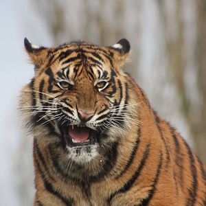 Sumatran Tiger cub, 18th February 2015