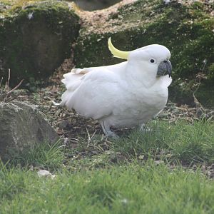 Greater Sulphur-crested Cockatoo, 18th February 2015