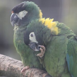 Yellow-collared Macaws, 18th February 2015