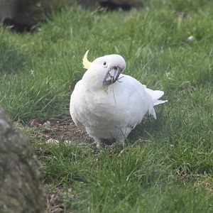 Greater Sulphur-crested Cockatoo, 18th February 2015