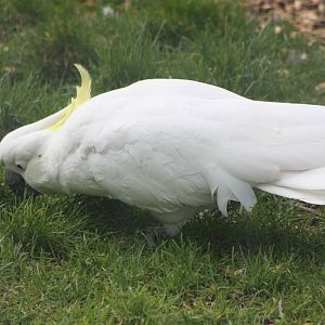 Greater Sulphur-crested Cockatoo, 18th February 2015