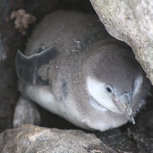 Humboldt's Penguin chick, 18th February 2015