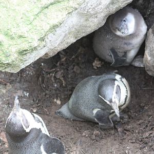 Humboldt's Penguin parents and chick, 18th February 2015
