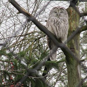 Ural Owl