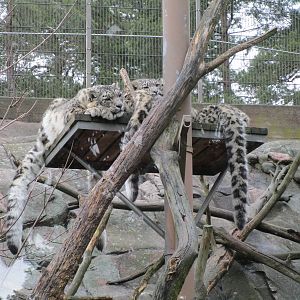 Snow Leopard Adult and Cubs