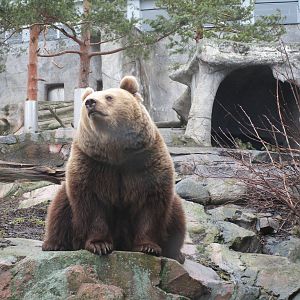 Eurasian Brown Bear