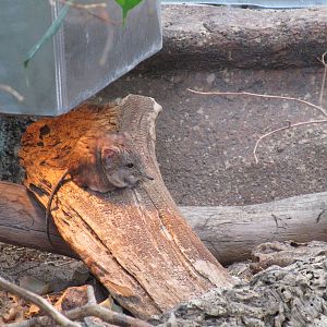 Round-eared Elephant Shrew