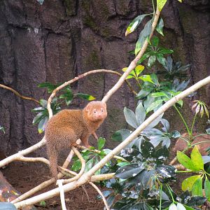 Dwarf Mongoose