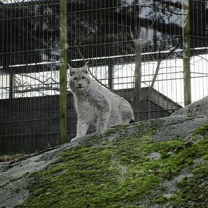 Northern Lynx
