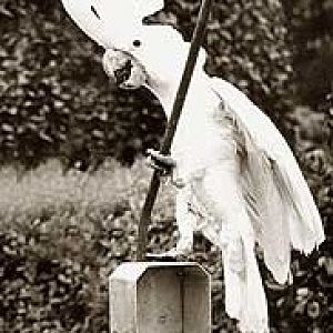 White cockatoo