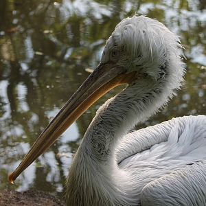 Dalmatian pelican