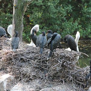 Cormorants