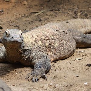 Komodo dragon