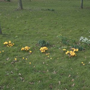 Spring flowers, 6th March 2015