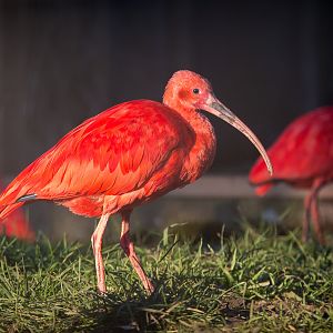 Scarlet ibis : Hamerton : 18 Jan 2015