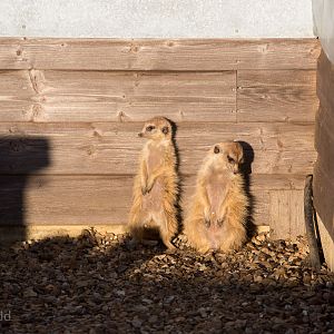 Meerkat : Hamerton : 18 Jan 2015