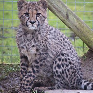 Cheetah : Hamerton : 18 Jan 2015