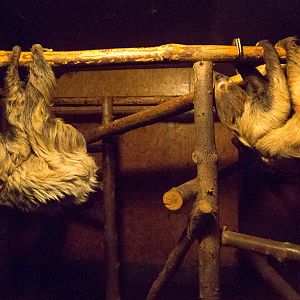 Linnaeuss two-toed sloth : Hamerton : 18 Jan 2015
