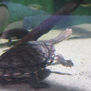 Common Snake-Necked Turtle