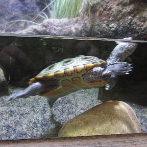 Diamondback Terrapin