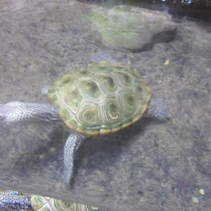 Diamondback Terrapin