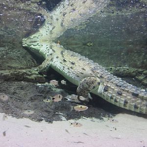 Orinoco Crocodile and Bucktooth Tetras