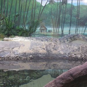 Orinoco Crocodile