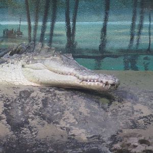 Orinoco Crocodile