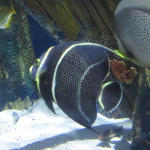 French and Gray Angelfish