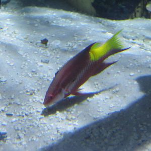 Cuban Hogfish