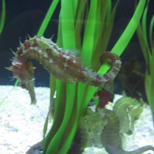 Seahorse ID?