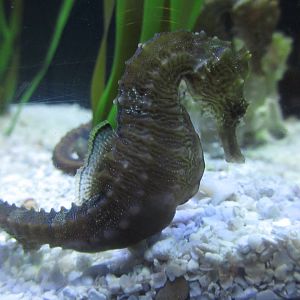 Lined Seahorse