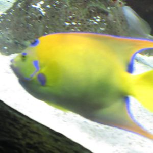 Queen Angelfish