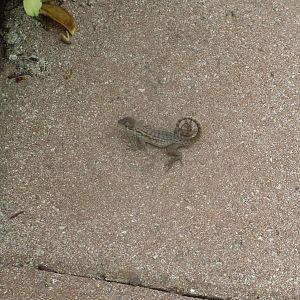 Little Bahama Curly Tailed Lizard
