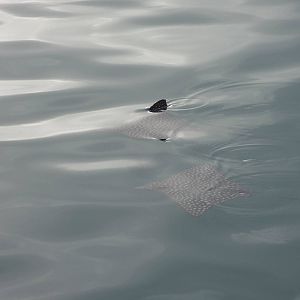 Spotted Eagle Rays