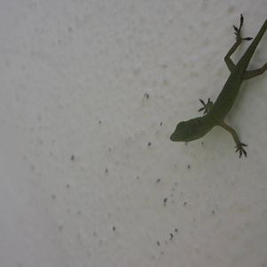 Young Green Anole
