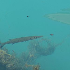 Juvenile Great Barracuda