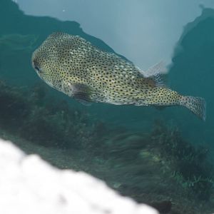 Porcupine Pufferfish