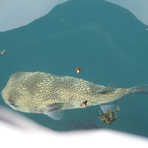 Porcupine Pufferfish