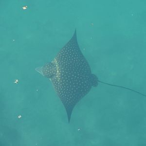 Spotted Eagle Ray