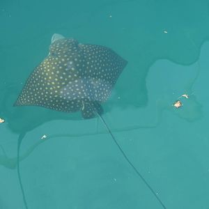 Spotted Eagle Ray