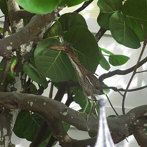 Juvenile Green Heron