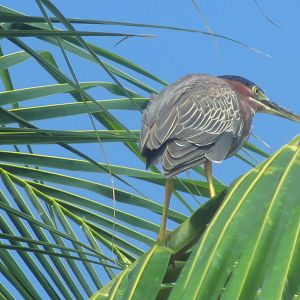 Green Heron