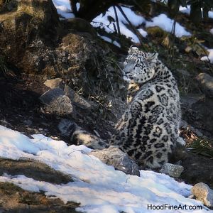 snow leopard