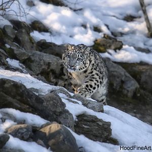 snow leopard