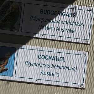 Budgerigar and Cockatiel signs, Riddiford Garden aviary