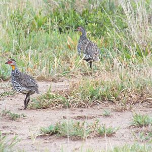 Yellow-necked Spurfowl