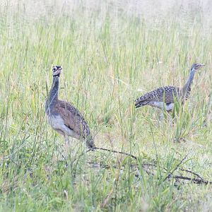 White-bellied Bustards